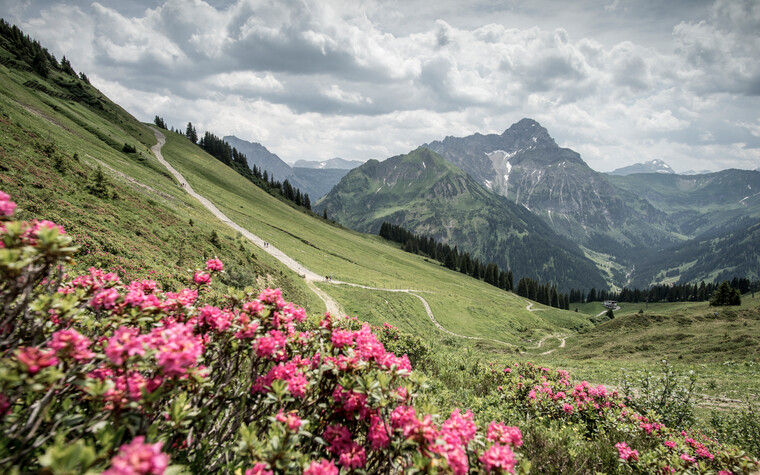 Alpenrosen am Walmendingerhorn | ©  Kleinwalsertal Tourismus eGen | Fotograf: Dominik Berchtold