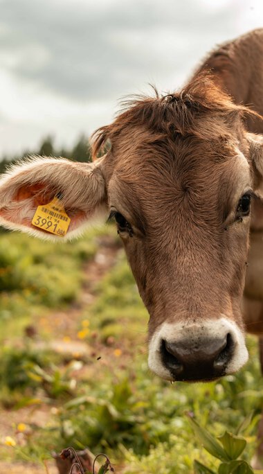 © Kleinwalsertal Tourismus eGen • Photographer: Dominik Berchthold
